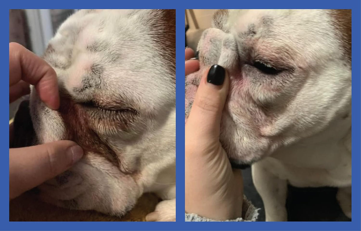 Squishface Wrinkle Paste, Dirty Wrinkle Cleaner for Bulldogs & Pugs, 2oz - Image 9