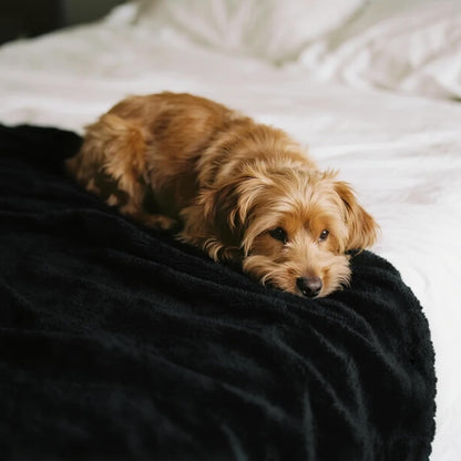 Gogobunny double sided pet blanket protecting a couch from liquid spills.