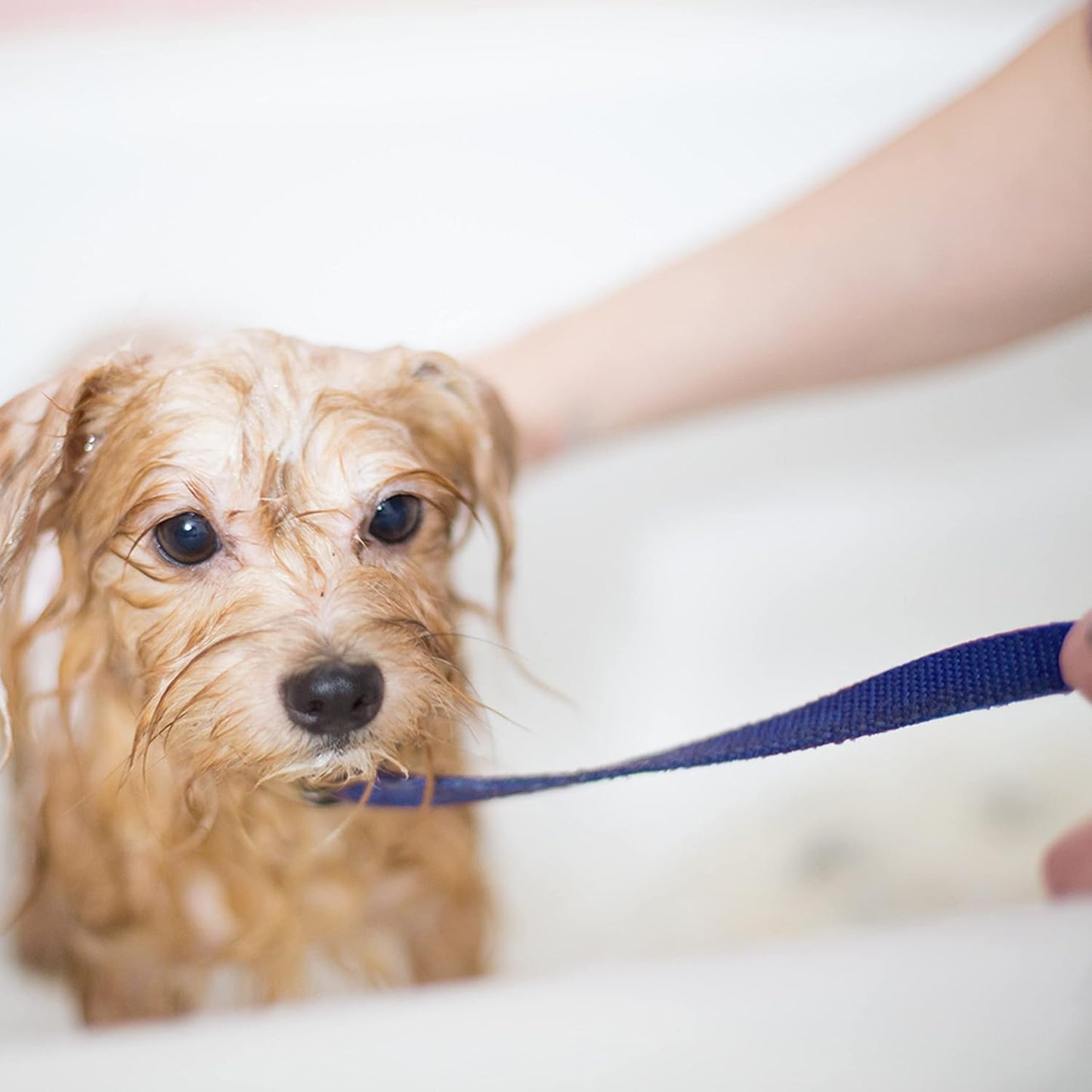 Premium figure eight reinforced stitching detail on slip pet leash