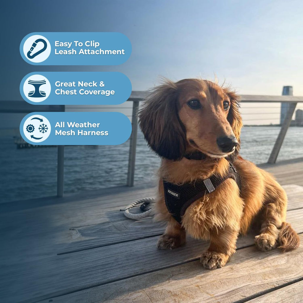 Voyager dog harness showing triple safety buckle