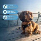 Voyager dog harness showing triple safety buckle