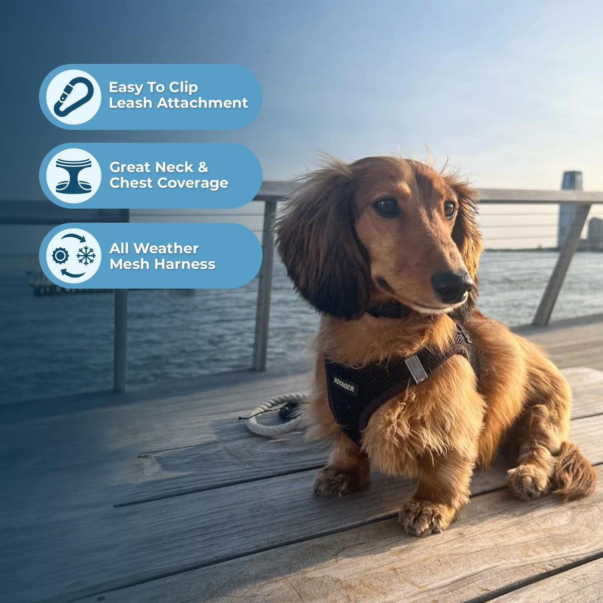 Voyager dog harness showing triple safety buckle