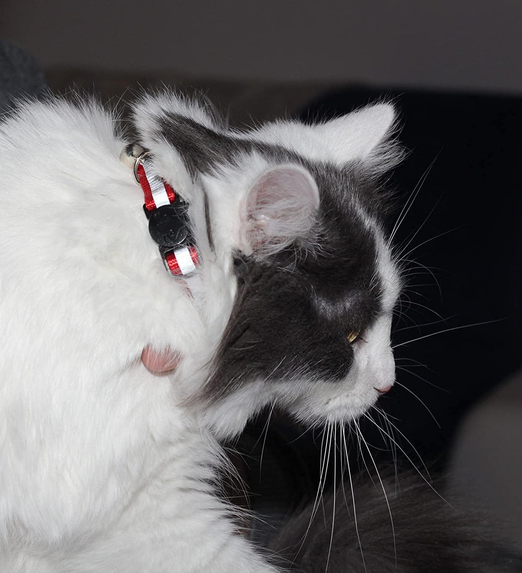 Demonstration of the quick release breakaway safety buckle on a bemix pets cat collar