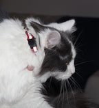 Demonstration of the quick release breakaway safety buckle on a bemix pets cat collar