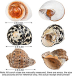 Qicqdram 3 piece set natural hermit crab replacement shells