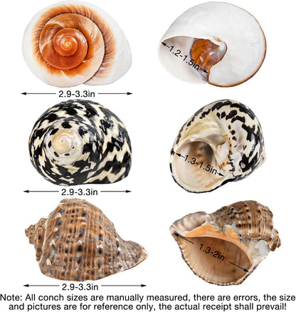 Close up of natural hermit crab shell opening for growth