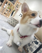 Durable silver bell for cat and dog training