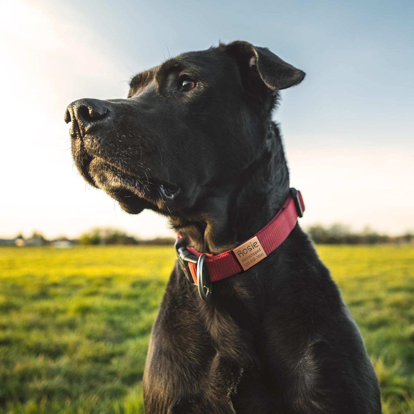 Anavia Slide On Silent Pet ID Tags, S/M/L/XL Personalized Stainless Steel Cat Dog Tag with Elastic Fabric Band, Engraved Nameplate Quiet Chew-Proof Pet Collar Tag (Black, Large) - Image 9