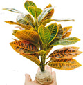 Keruideng artificial reptile plant front view displaying multi-colored foliage