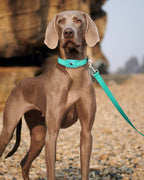 Erbine six foot pet leash close up of soft neoprene padded handle comfort grip