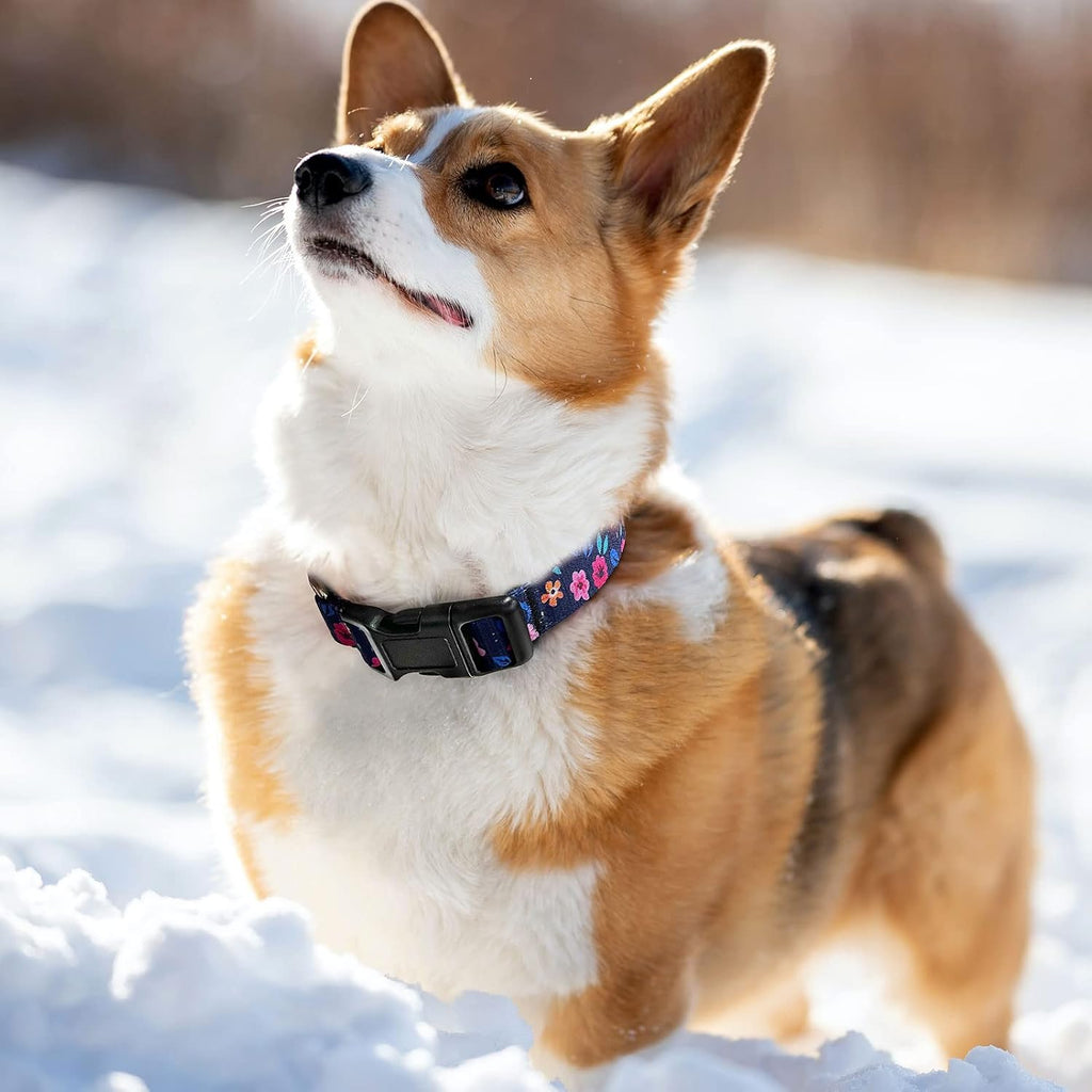 Hikiko adjustable nylon dog collar showing the heavy duty hardware