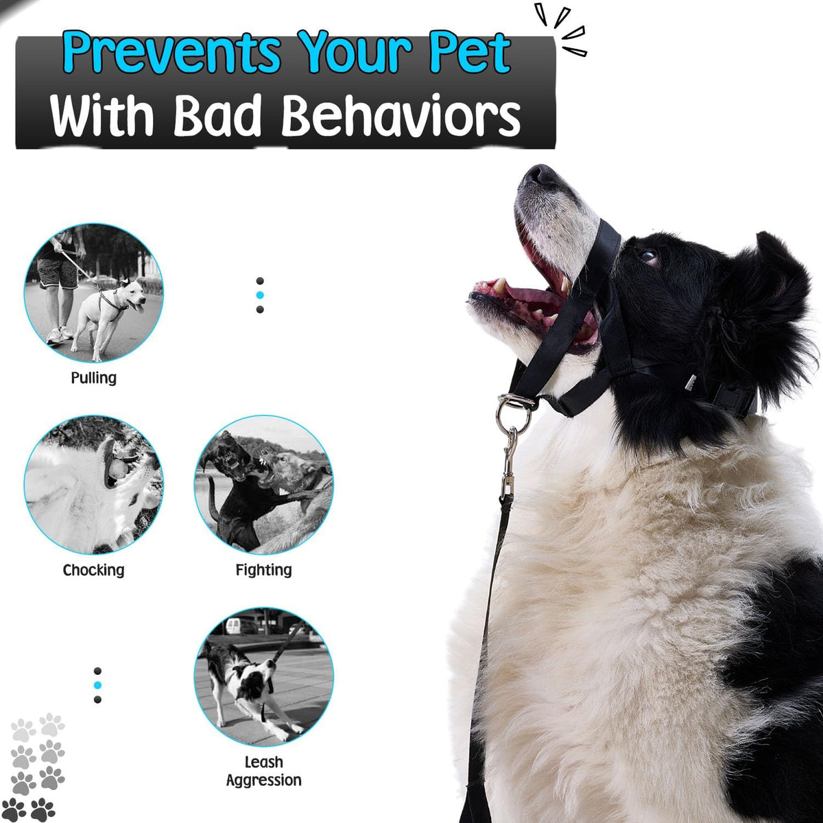 Premium USA imported dog training tool kit featuring a headcollar and clickers.