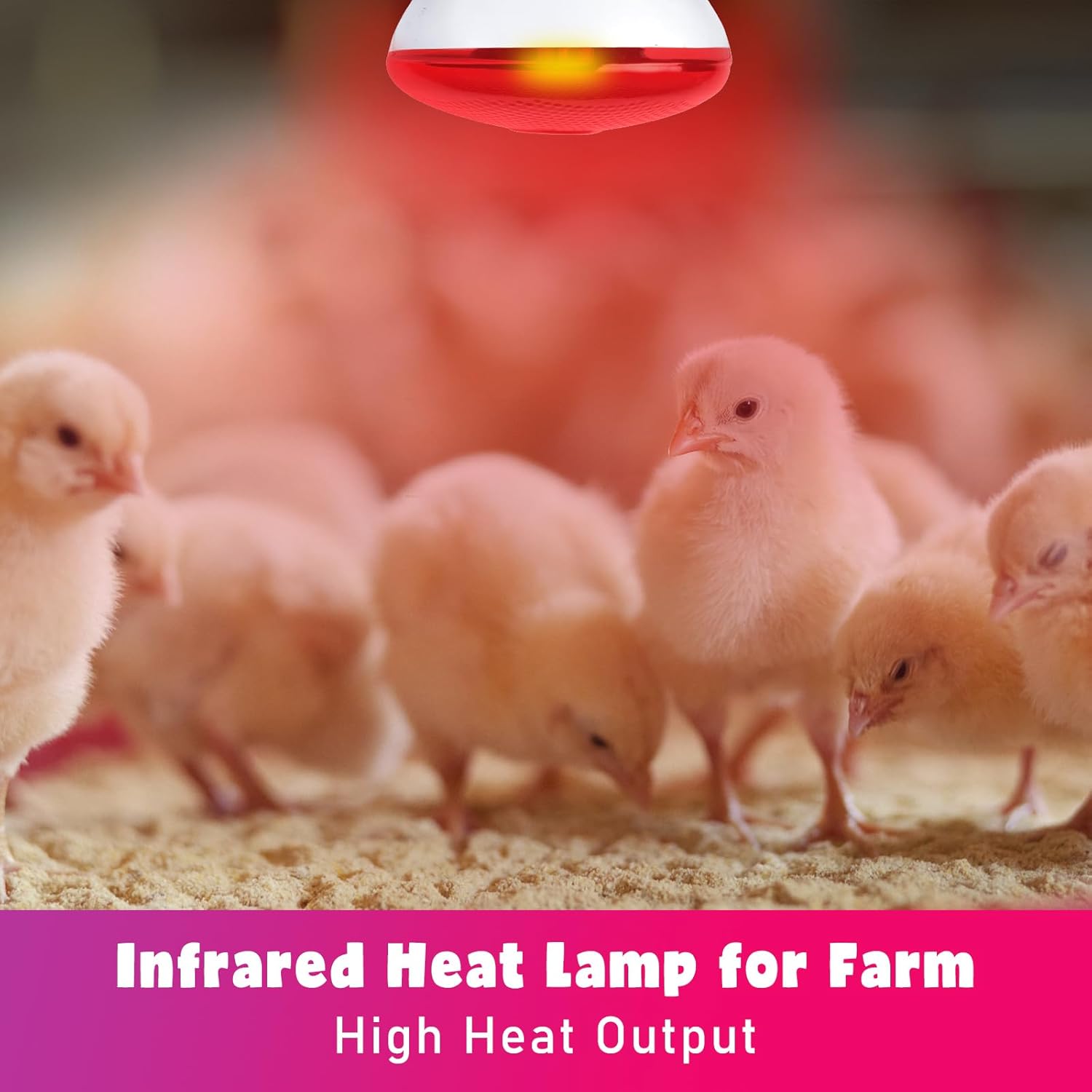 Infrared heat lamp for chickens installed safely inside a poultry brooder coop setup.