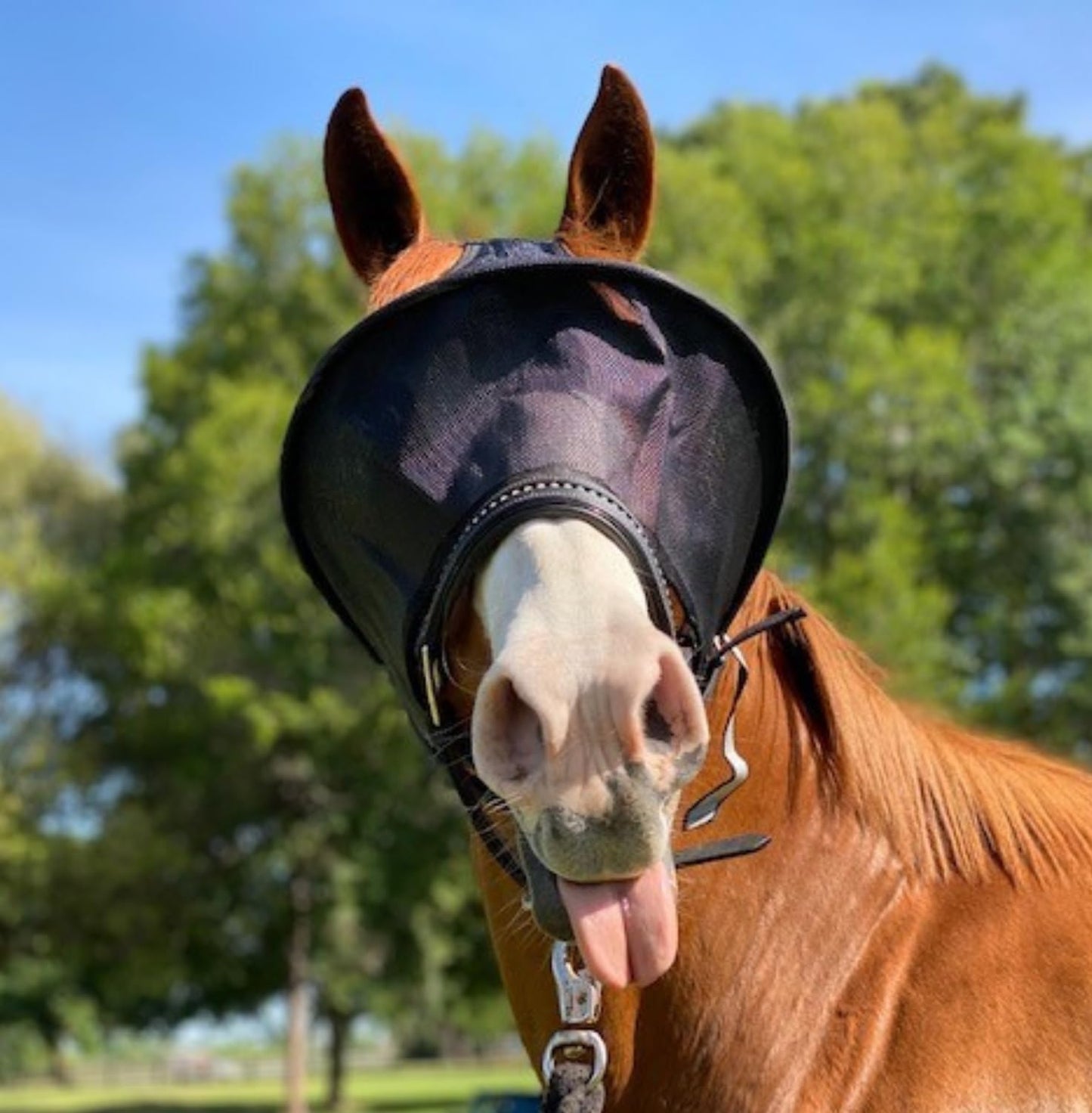 EquiVizor Solar Vizor Horse Fly Mask (Size Full), Superior UV Eye Protection to 99% for Horses with Uveitis, Photosensitivity, Ulcer, Head Shaking - Image 10