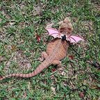 Close up of soft leather material on bearded dragon harness