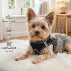 Small dog wearing Joytale black mesh harness outdoor view