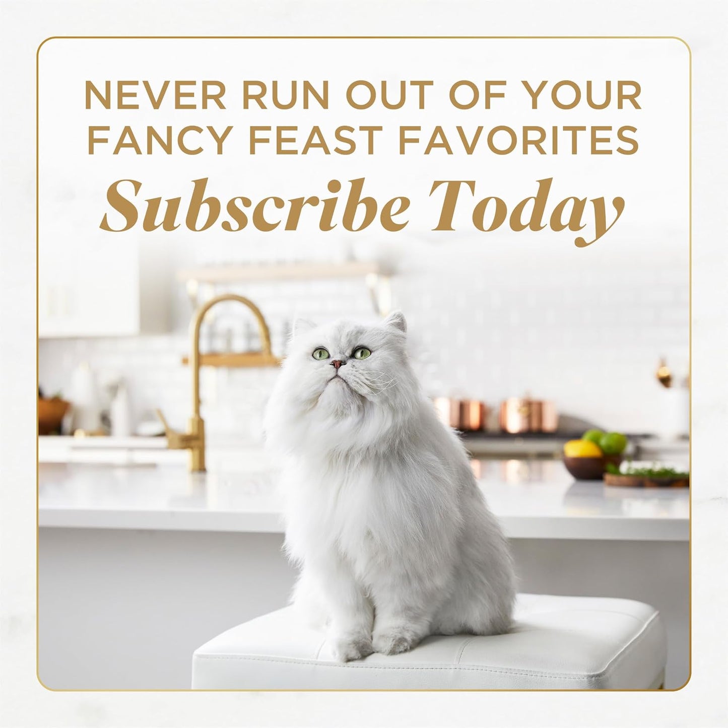 Purina Fancy Feast Savory Centers cat food texture closeup