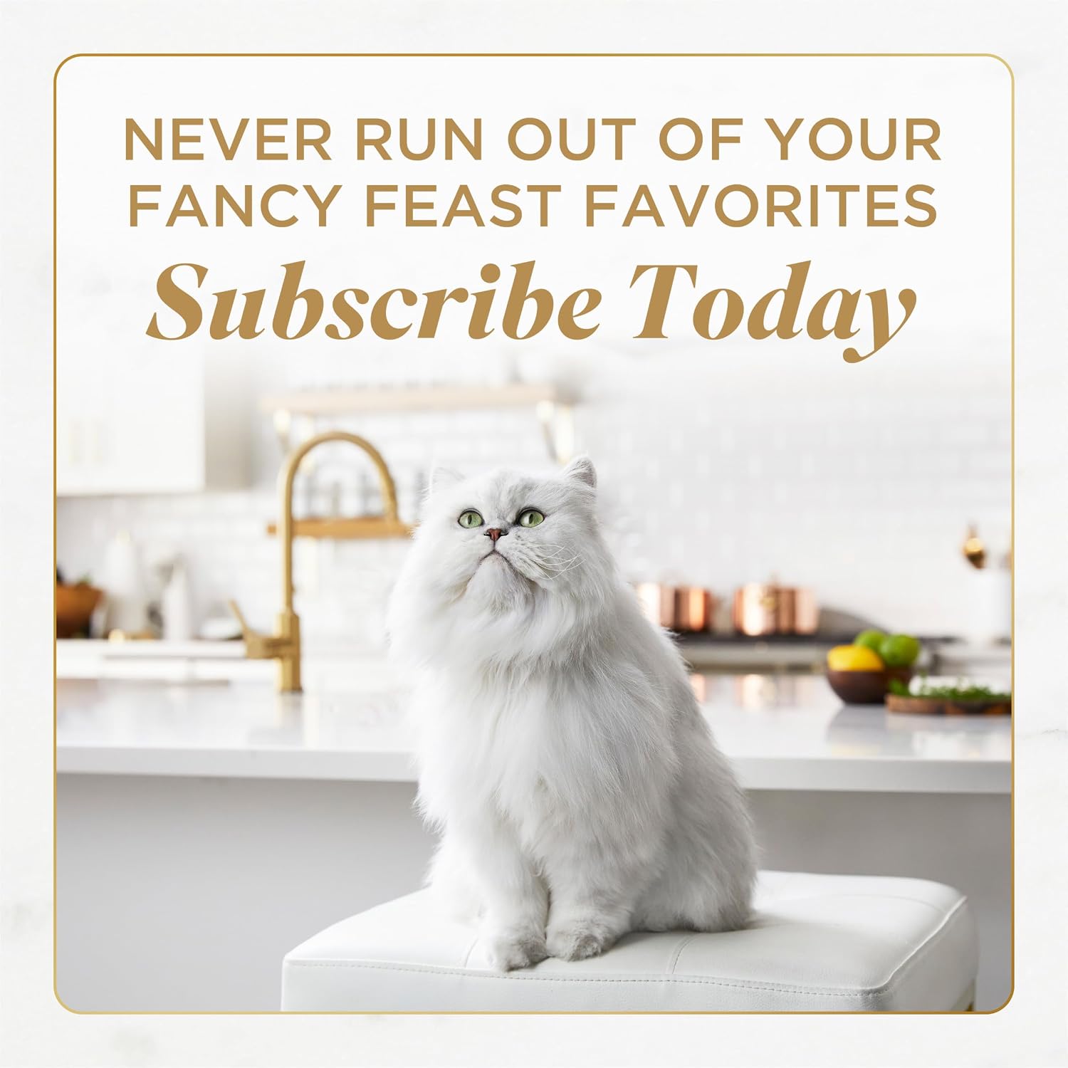 Fancy Feast Gems Pate Cat Food Mousse With Salmon and a Halo of Savory Gravy Cat Food - (Pack of 8) 4 oz. Boxes - Image 10