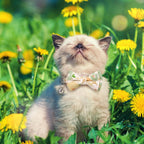 Detailed illustration showing the 7 to 11 inch size adjustment loop on the kitten grooming strap.