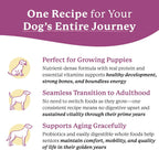Close up of Dr. Harvey's Every Dog Health dried beef and vegetable texture