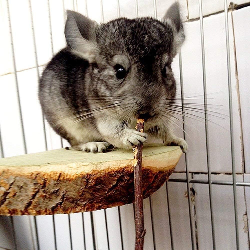 Assorted thick and thin apple sticks for chinchillas and hamsters