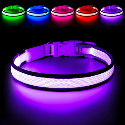 Dog wearing green Flashseen LED safety collar