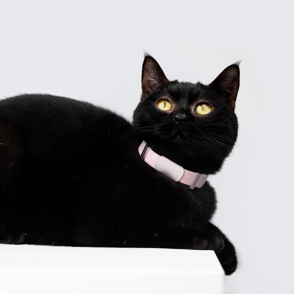 BuddyArmor customized pet identification tag attached to a collar