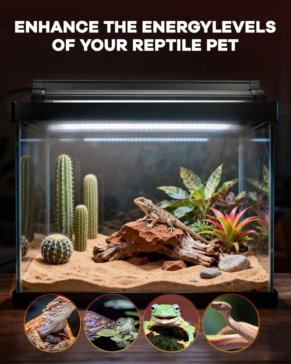 Overhead angle of the eight watt reptile terrarium hood setup.
