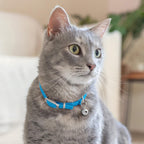 Authentic USA imported CollarDirect safety cat collar in vibrant blue hue