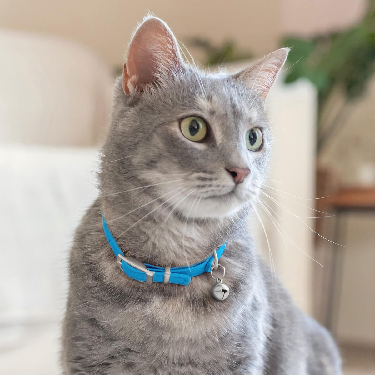 Authentic USA imported CollarDirect safety cat collar in vibrant blue hue