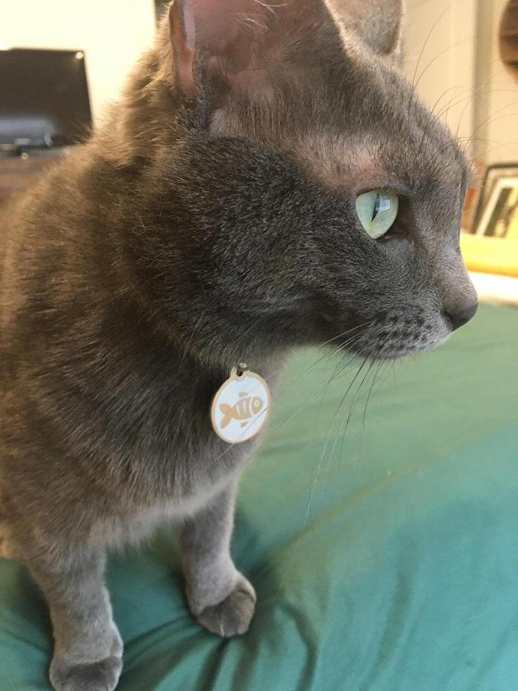Custom engraved personalized cat name tag with four lines of clear laser text