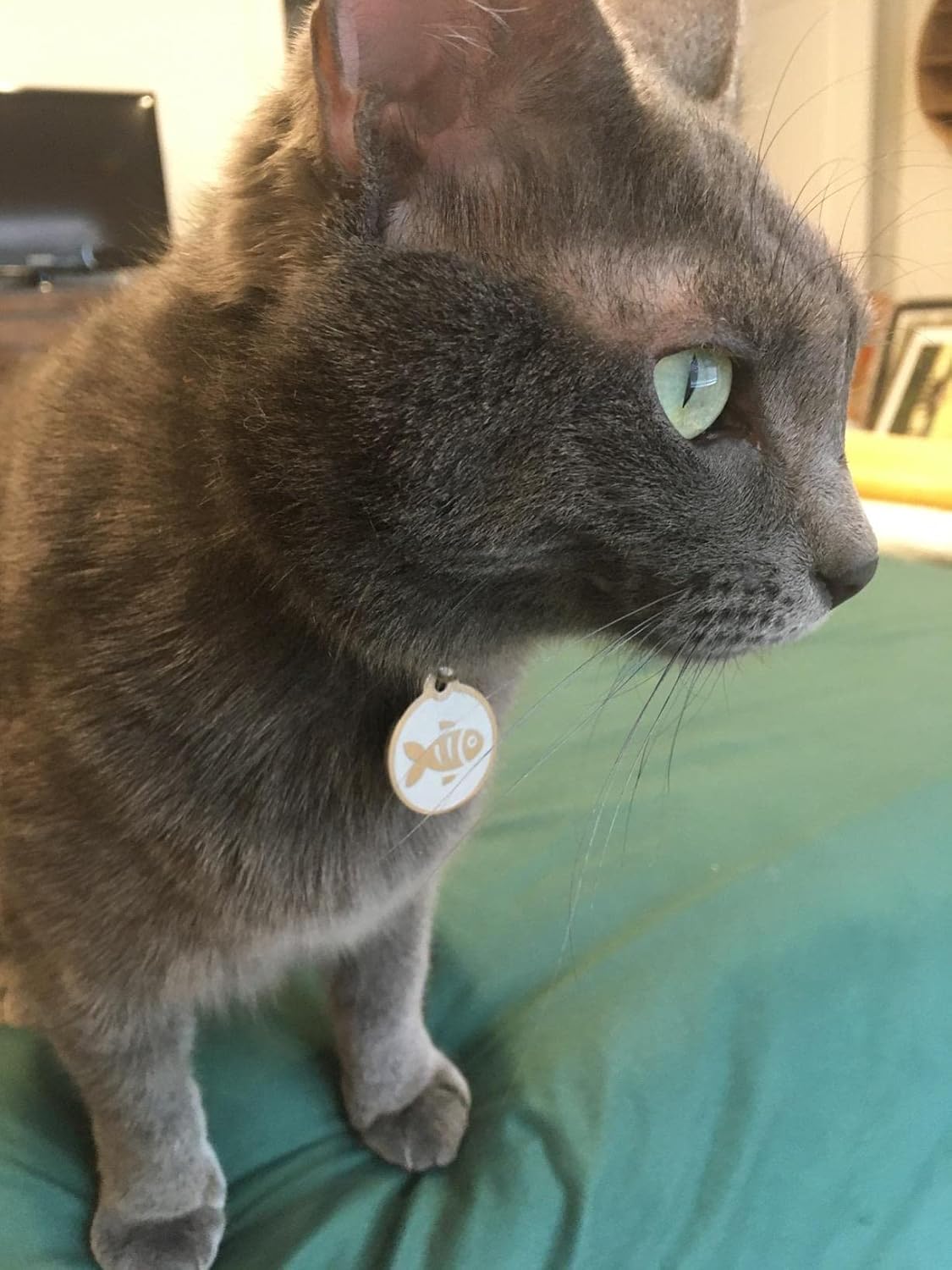 Custom engraved personalized cat name tag with four lines of clear laser text