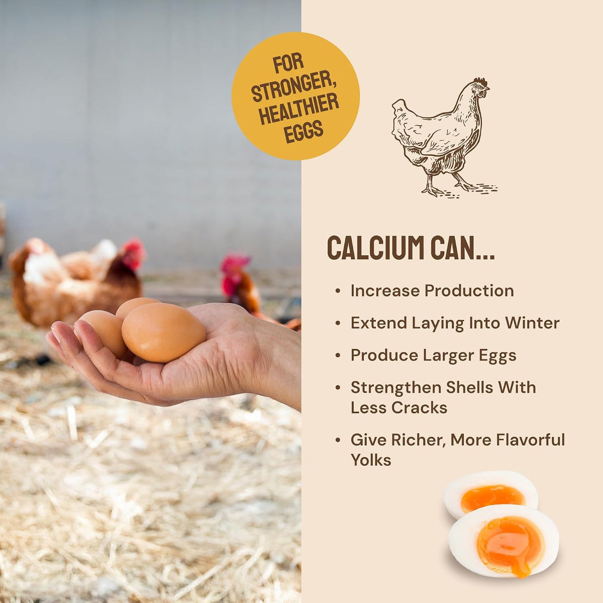 Healthy hen eating Hatortempt Grubs and Grits chicken supplement