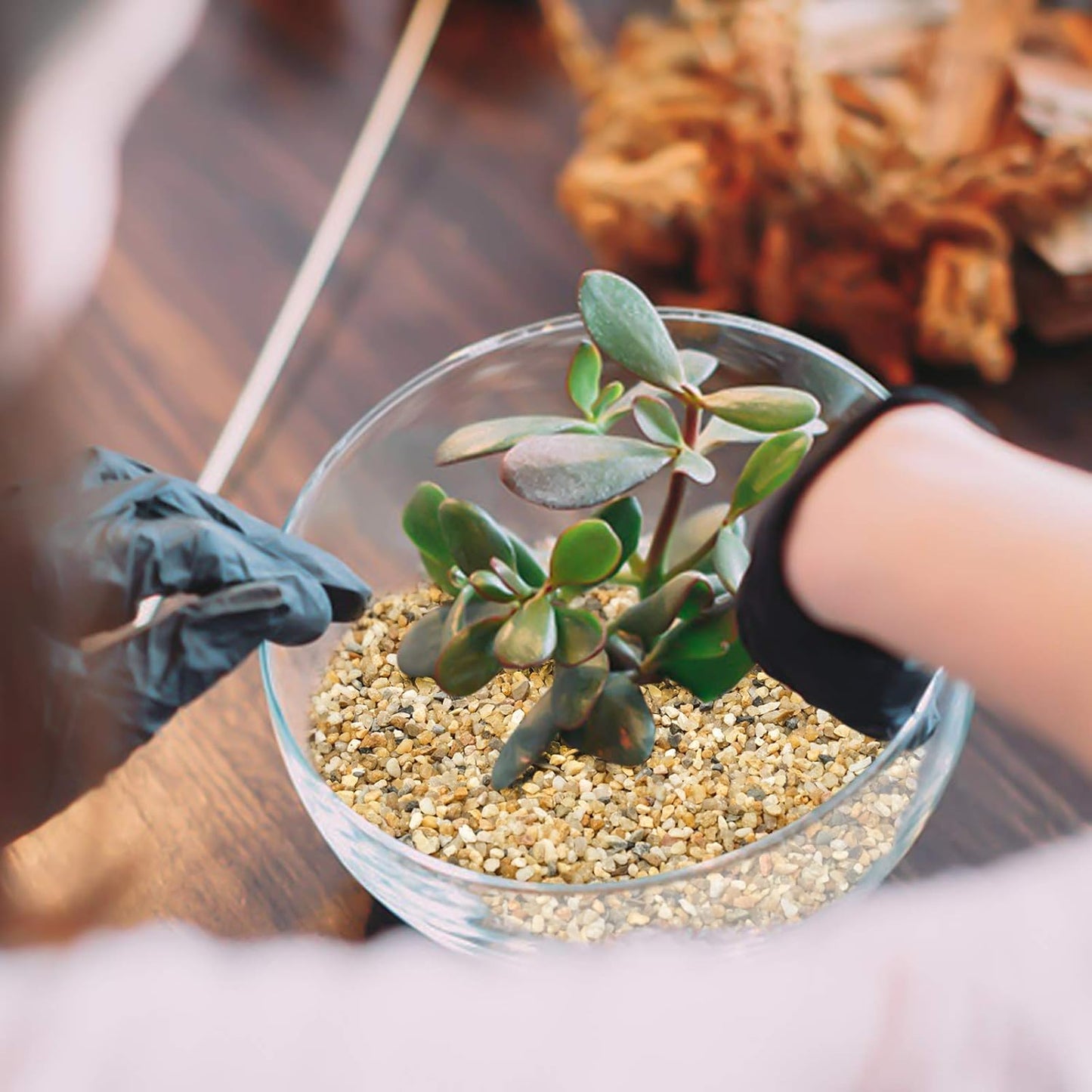 Horticultural sand stone mix providing drainage for a potted indoor bonsai tree