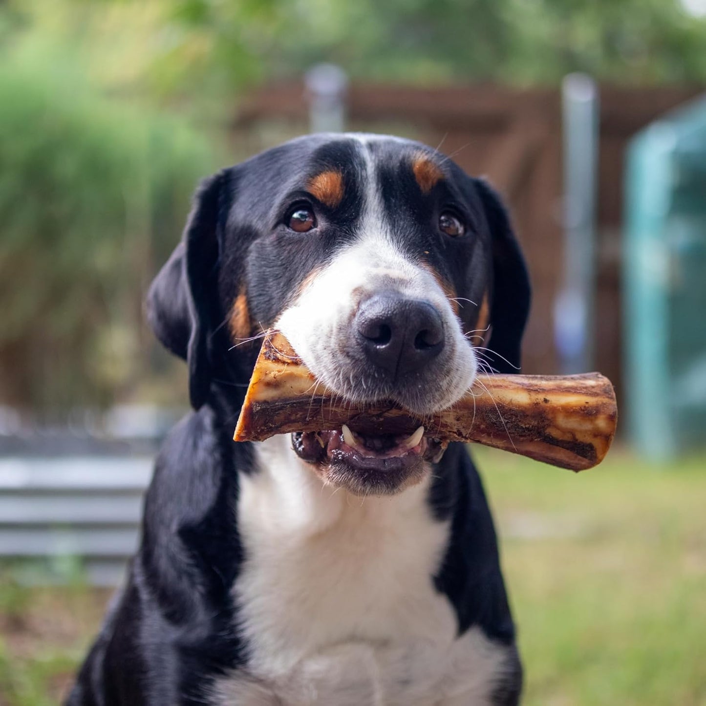 Nature's Logic authentic healthy pet chew imported by Rudra Retails