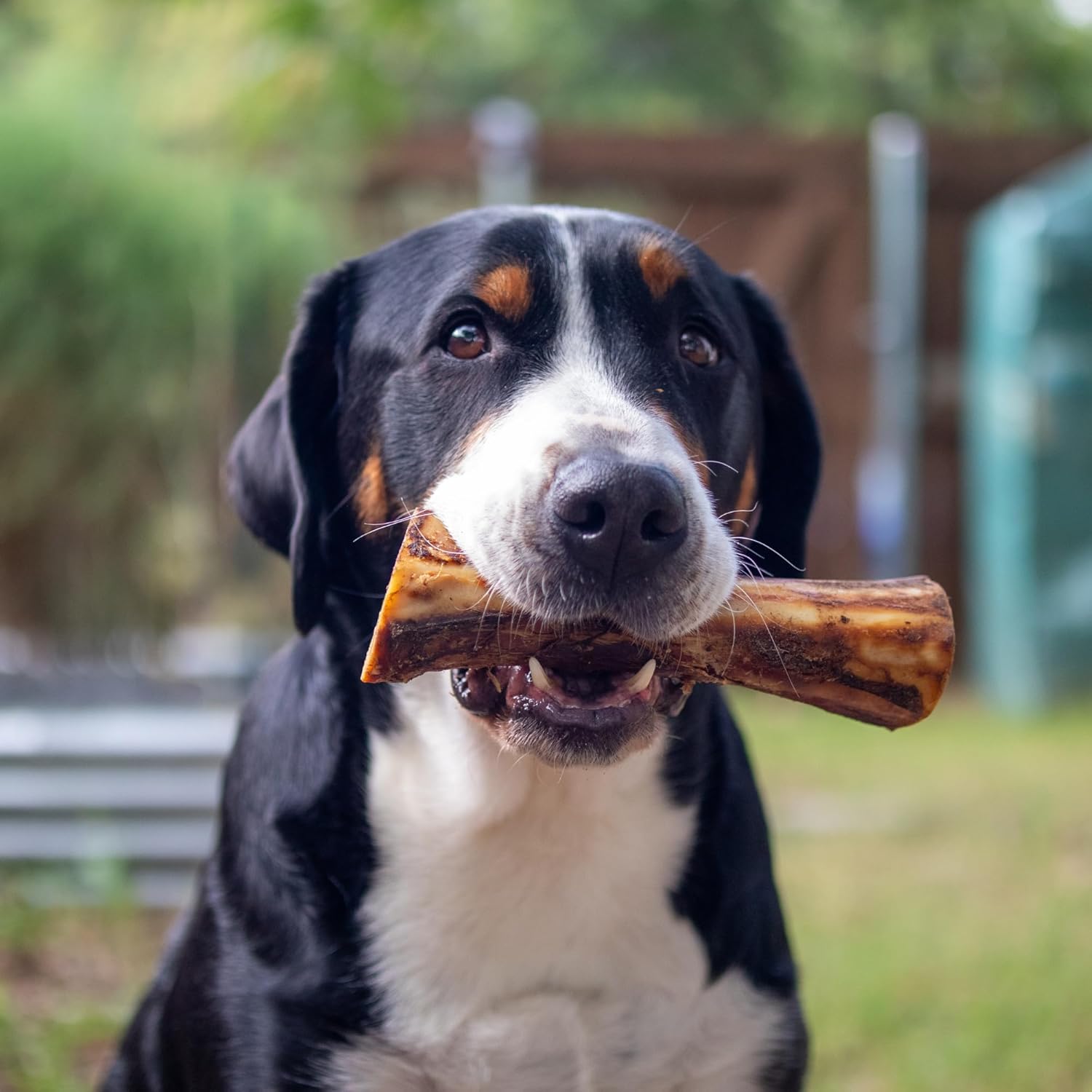 Nature's Logic authentic healthy pet chew imported by Rudra Retails