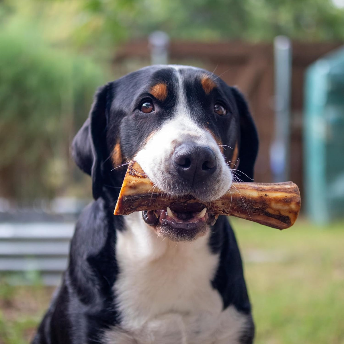 Nature's Logic authentic healthy pet chew imported by Rudra Retails