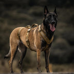 Adjustable buckle system on OneTigris tactical dog gear