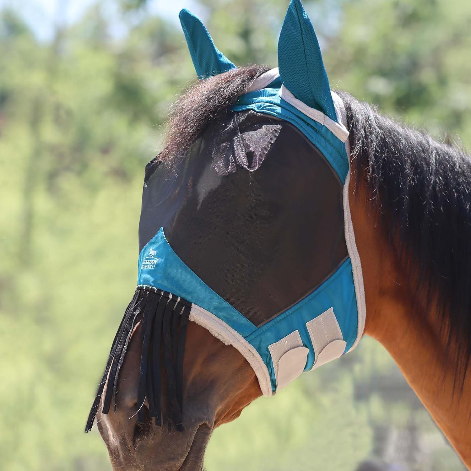 Horse wearing protective fly mask in outdoor setting