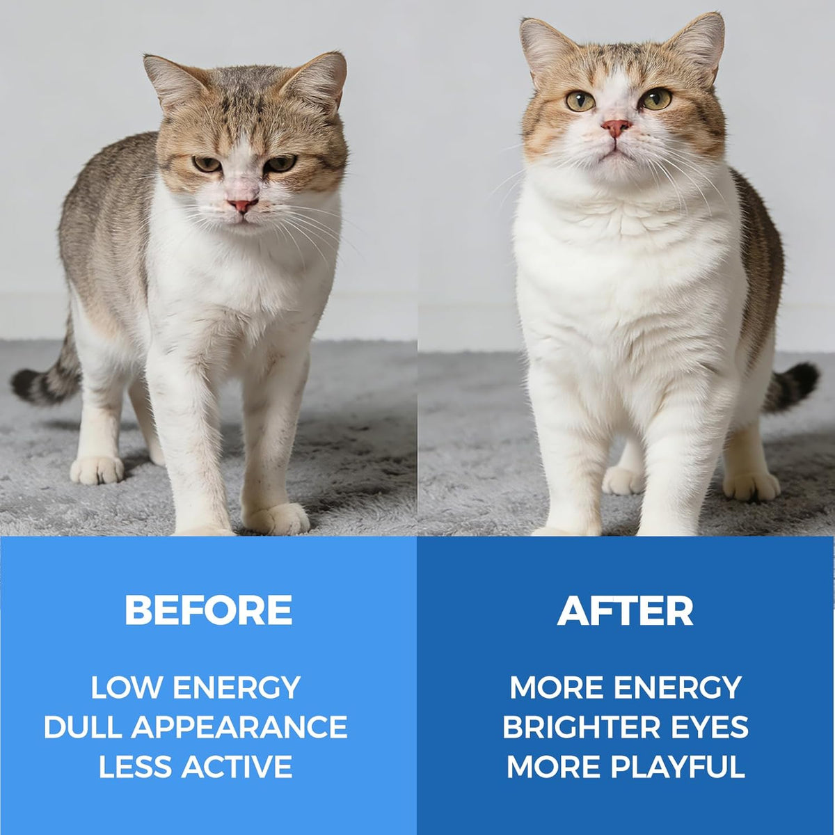 Authentic USA imported KittySupps pet wellness products