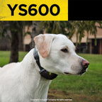 Dogtra YS600 waterproof collar with adjustable strap
