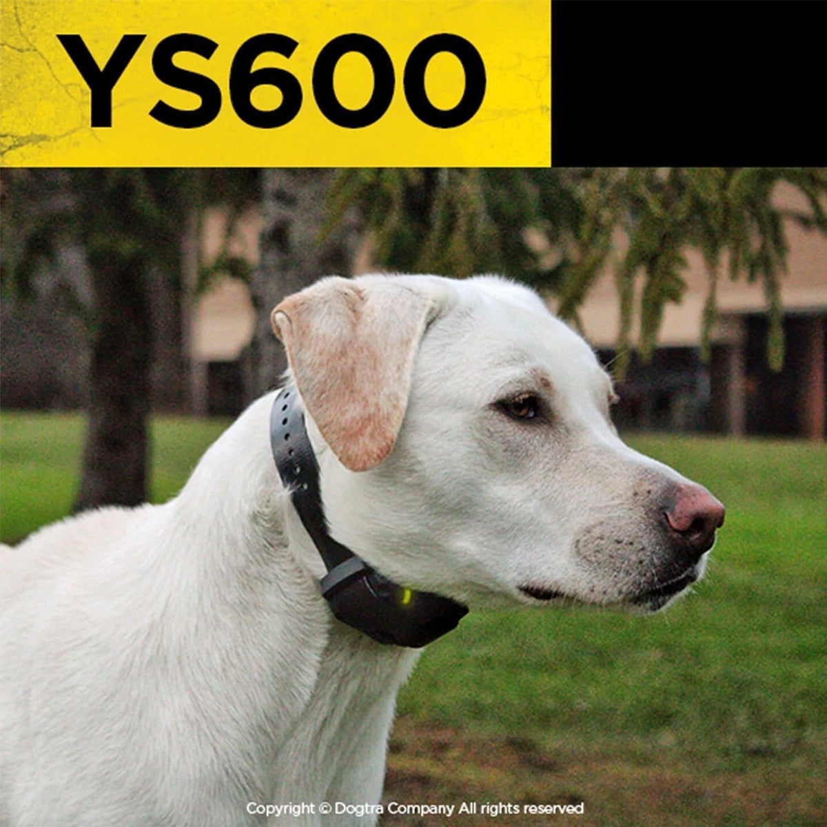 Dogtra YS600 waterproof collar with adjustable strap
