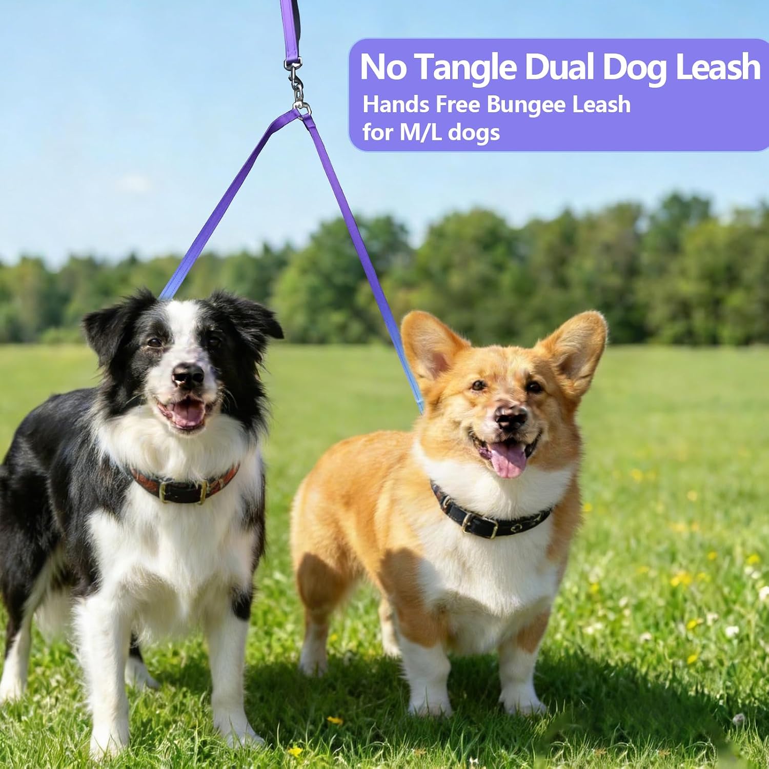 Violet dual dog running waist leash featuring the shock absorbing elastic bungee section stretched