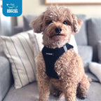 Best Pet Supplies - All Weather Mesh / Plush, Reflective, No Pull Harness for Small, Medium Dogs, Cats - Secure with Hook & Loop Fastener, Buckle, Double D-Rings - Black/Black Trim, S - Image 9