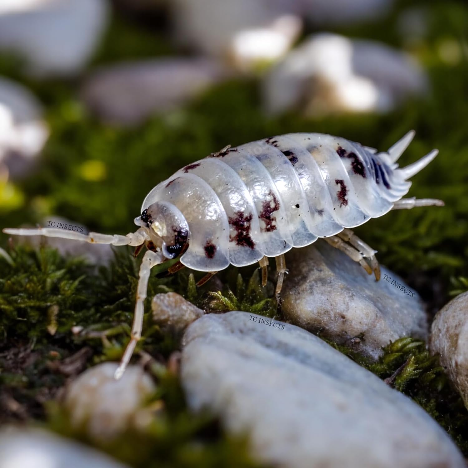 TC INSECTS Dairy Cow Isopods front view of live bioactive terrarium cleanup crew