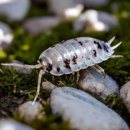 TC INSECTS Dairy Cow Isopods front view of live bioactive terrarium cleanup crew