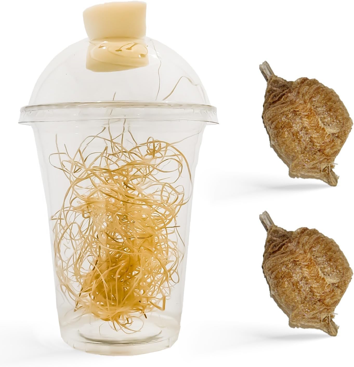 Generic praying mantis ootheca egg case hatching kit front view showing two egg cases and transparent cup for stem education