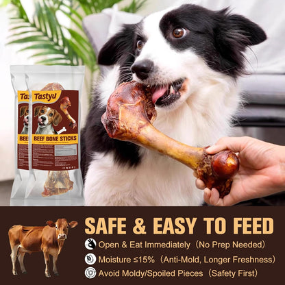 Small breed dog chewing on long lasting beef stick