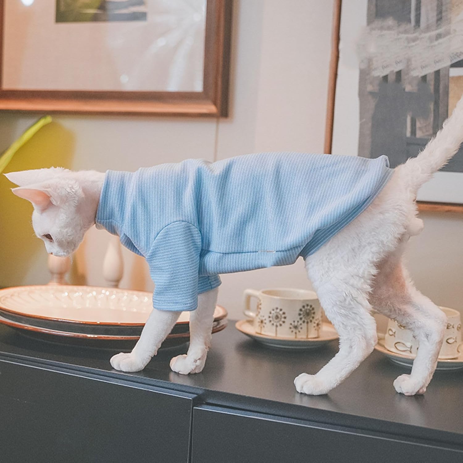 Kitipcoo branded cat clothes showing stitching quality on hairless pet