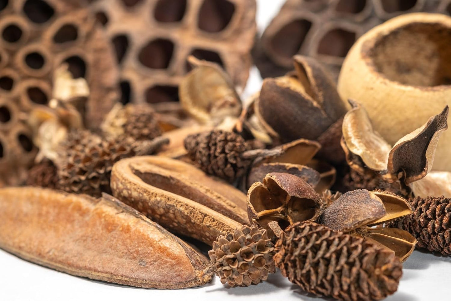 Natural forest floor aesthetic with varied seed pod textures